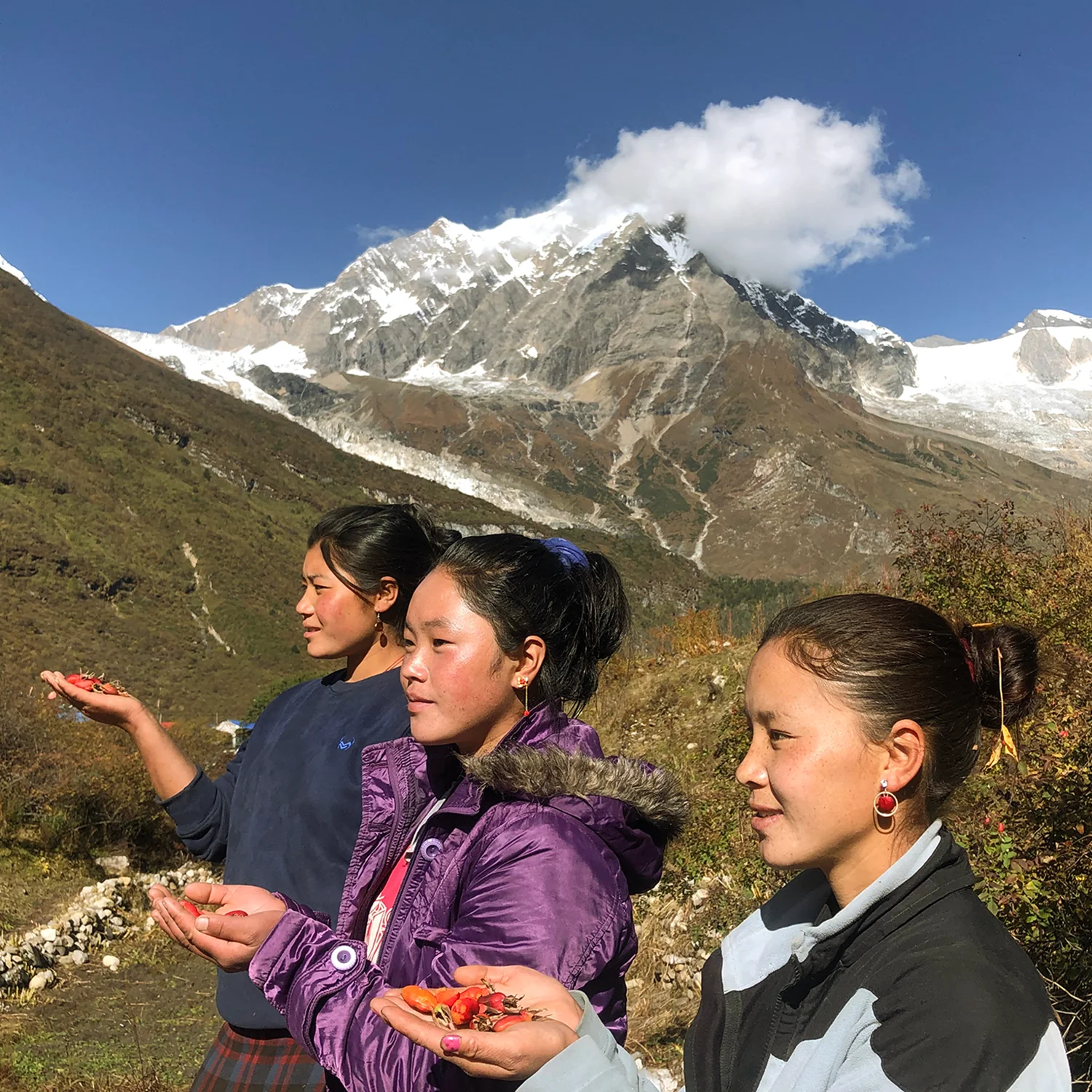 Wild Himalayan Mountain Tea - Image 6